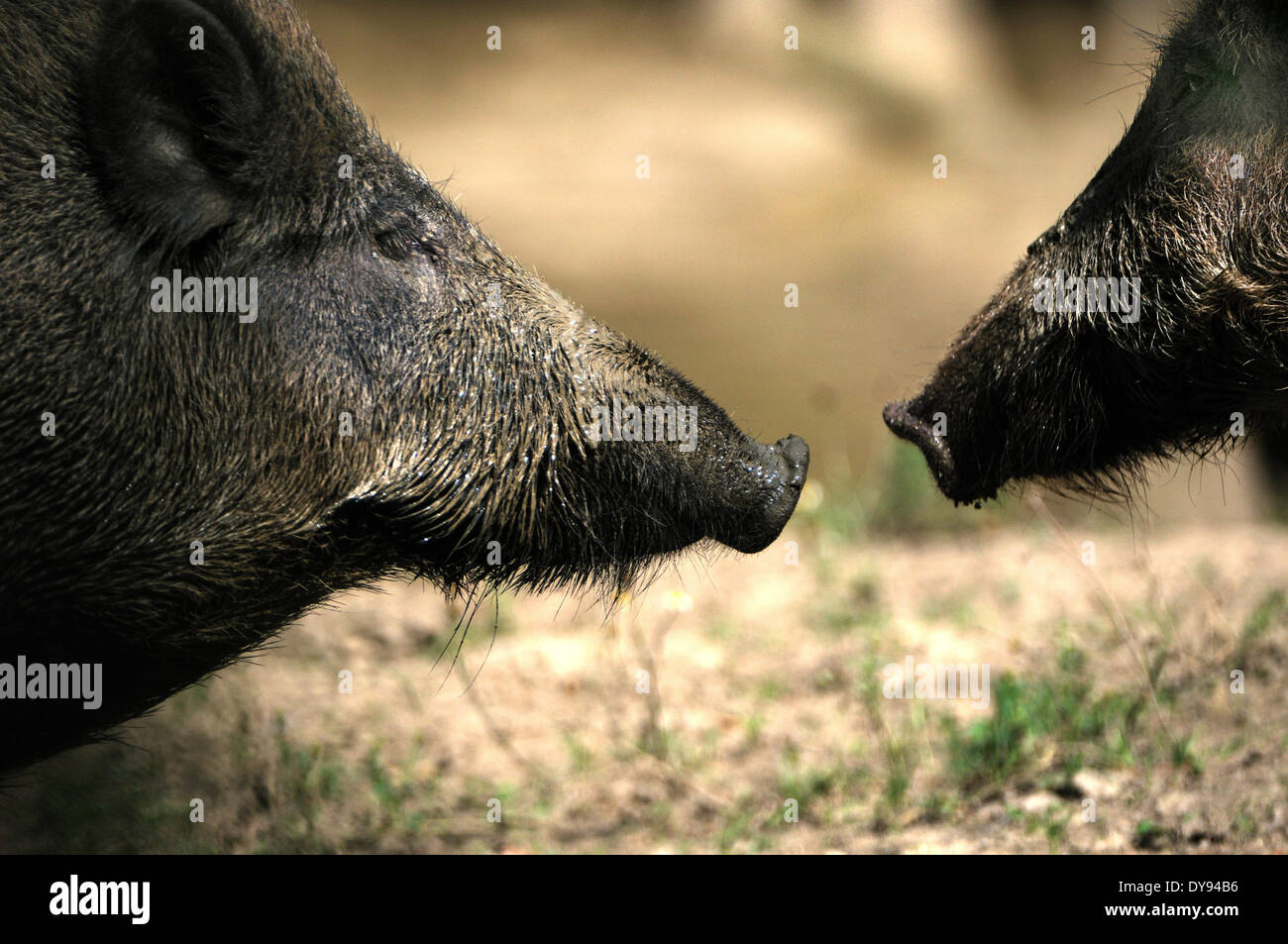 Wild boar Sus scrofa scrofa sow sows wild boars cloven-hoofed animal pigs pig vertebrates mammals wild sows animal animals Ge Stock Photo