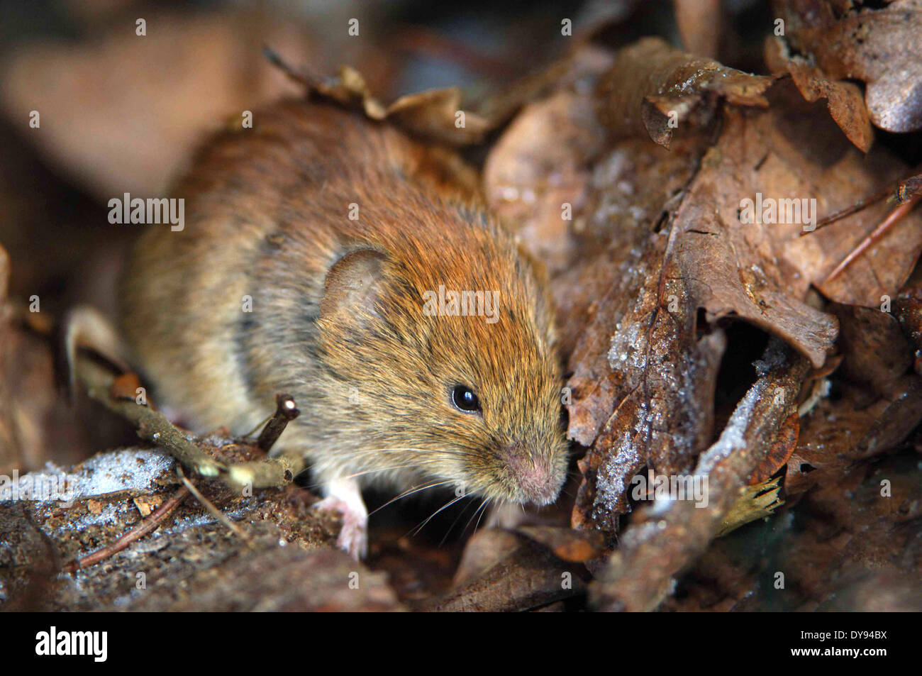 Root Vole Root vole hi-res stock photography and images - Alamy