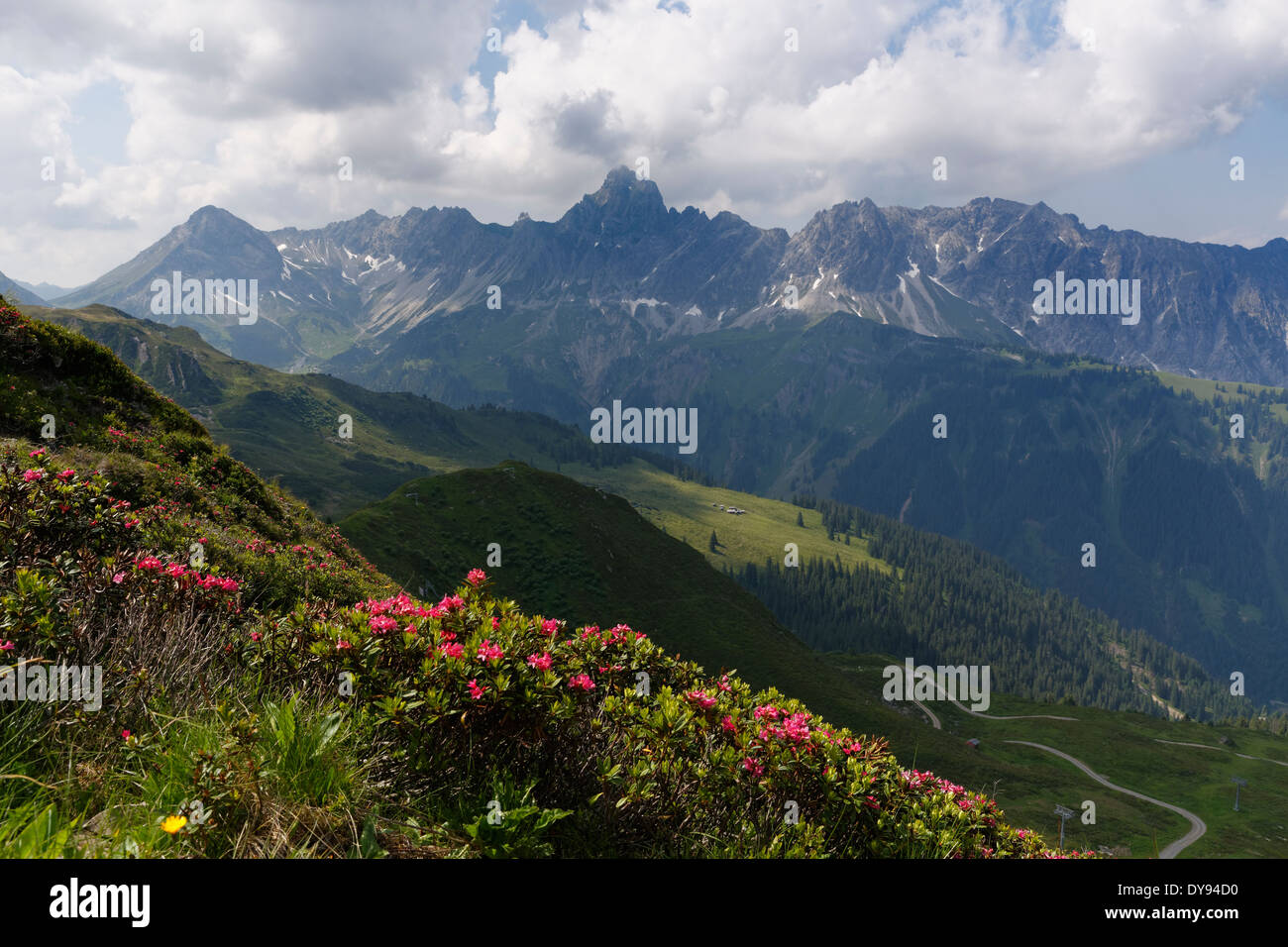 Austria, Vorarlberg, Montafon, Raetikon, View from Golm to Mountain Zimba with Vandanser Stone Wall, in the foreground rusty-leaved alpenrose (Rhododendron ferrugineum) Stock Photo