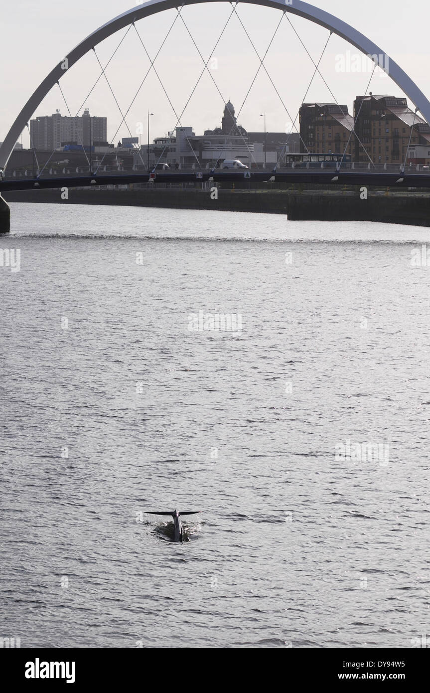 Northern bottlenose whale (Hyderoodon ampullatus) in The River Clyde, Glasgow city centre. Stock Photo