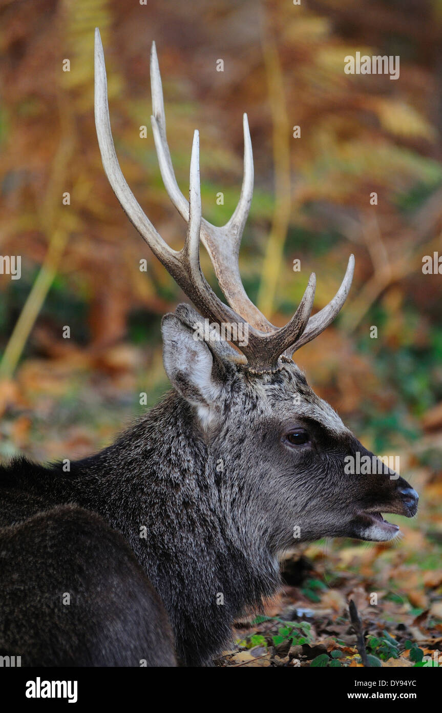 A sika deer stag close-up of its head and antlers UK Stock Photo