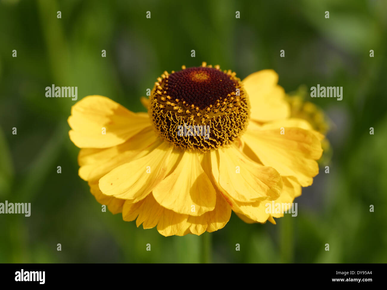 Germany, Bavaria, Sneezeweed in garden (Helenium Hybride 'El Dorado') Stock Photo