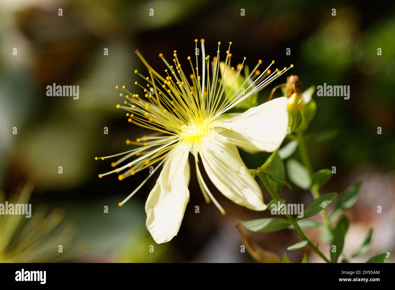 Germany, Bavaria, Tutsan (Hypericum androsaemum), close-up Stock Photo