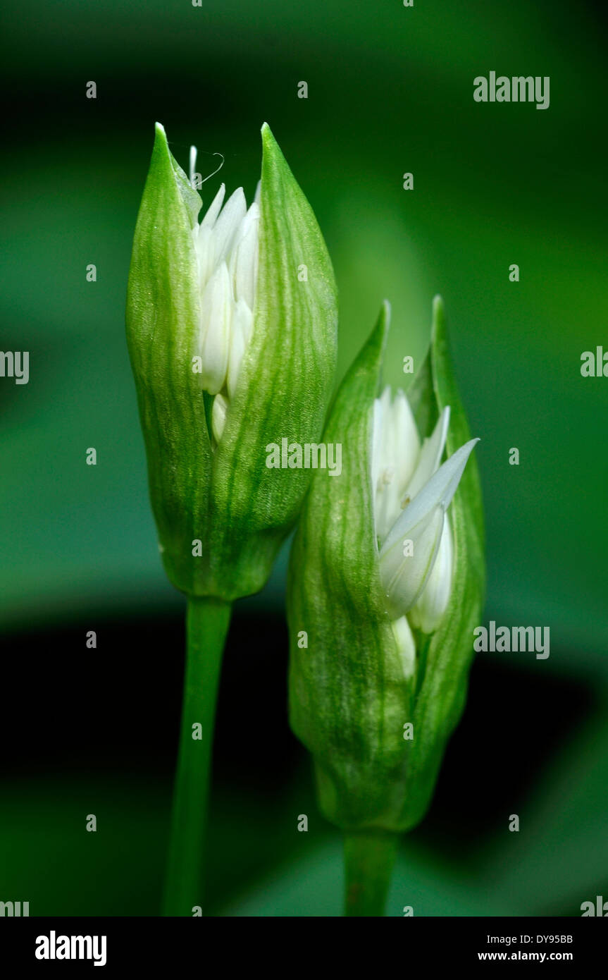 Ramsons allium ursinum in hi-res stock photography and images - Alamy