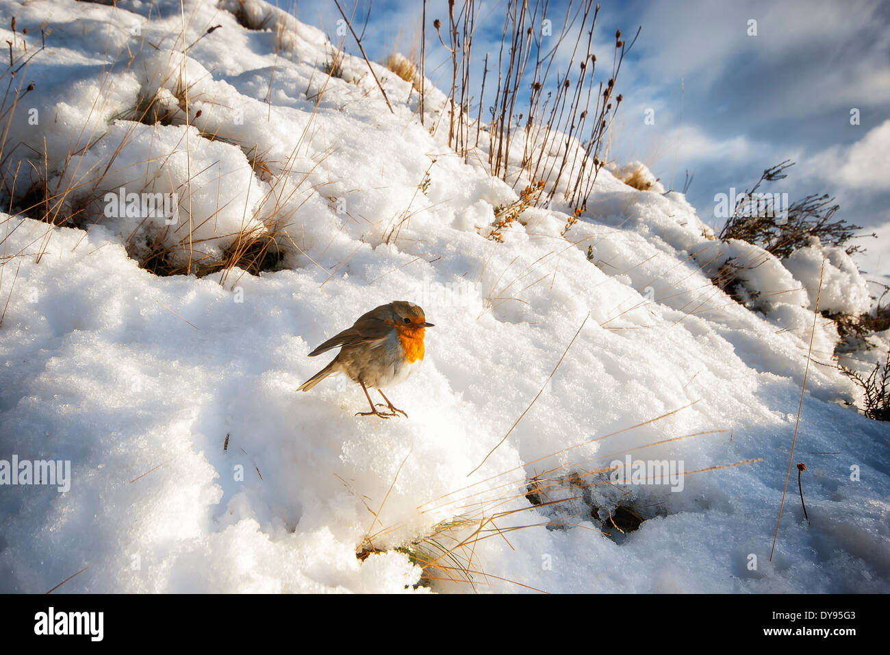 UK, Scotland, Isle of Skye, European Robin (Erithacus Rubecula) sitting on snow in the sun Stock Photo