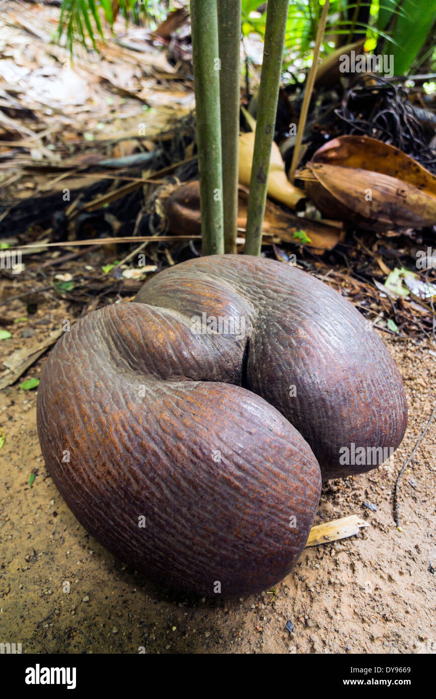 Seychelles, Praslin, Vallee de Mai, Coco de Mer (Lodoicea maldivica