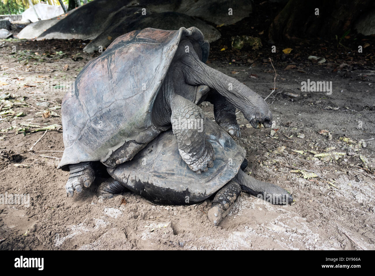 Seychelles, Praslin, Seychelles giant tortoises (Dipsochelys hololissa) mating Stock Photo