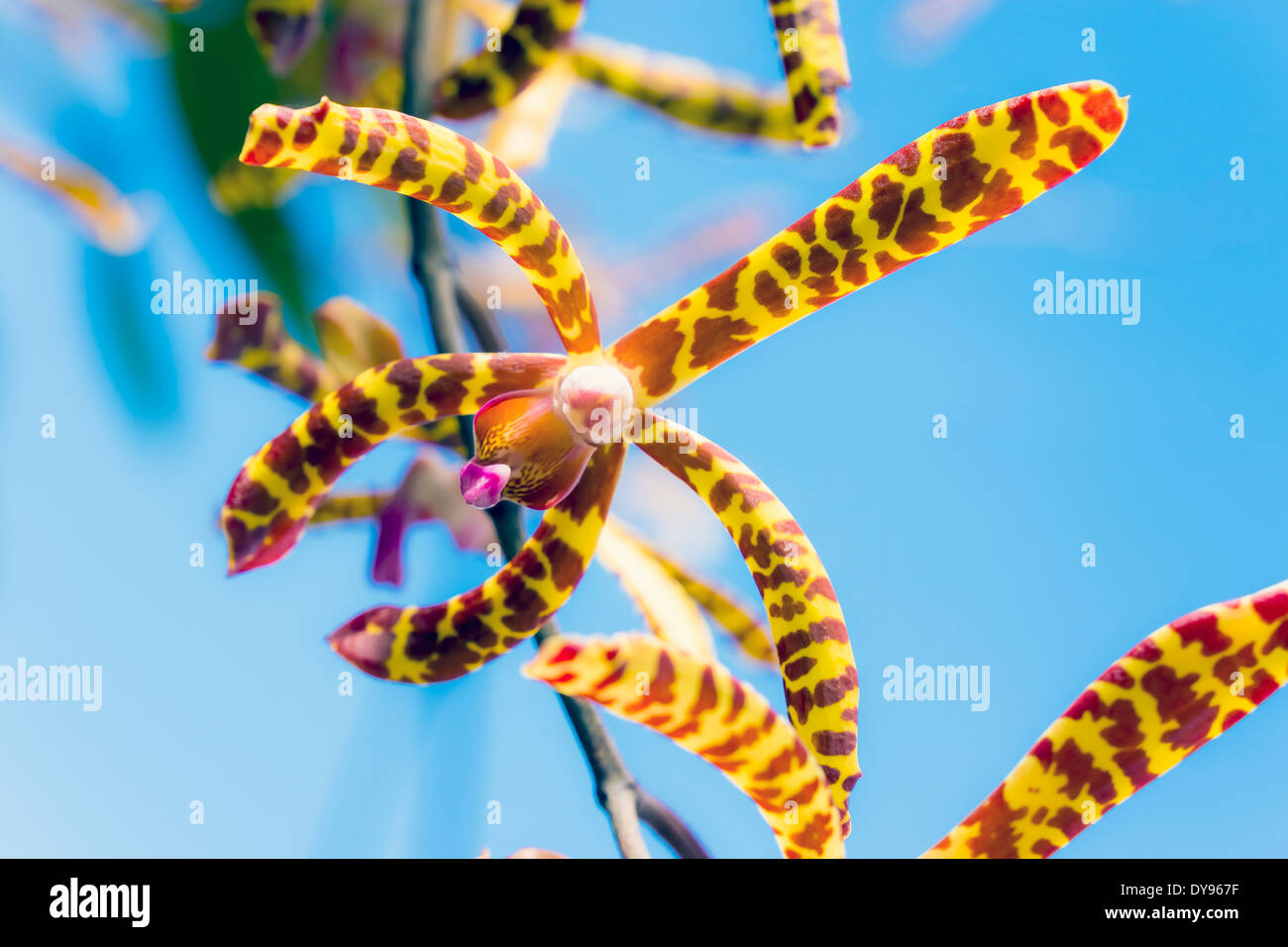 Seychelles, Mahe, Arachnis flos-aeris, close-up Stock Photo