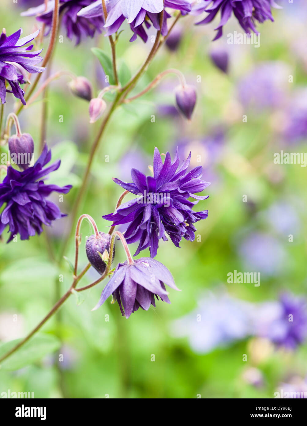 Aquilegia have been grown in gardens for centuries, and are among the most popular of perennials. They are ideally suited to woo Stock Photo