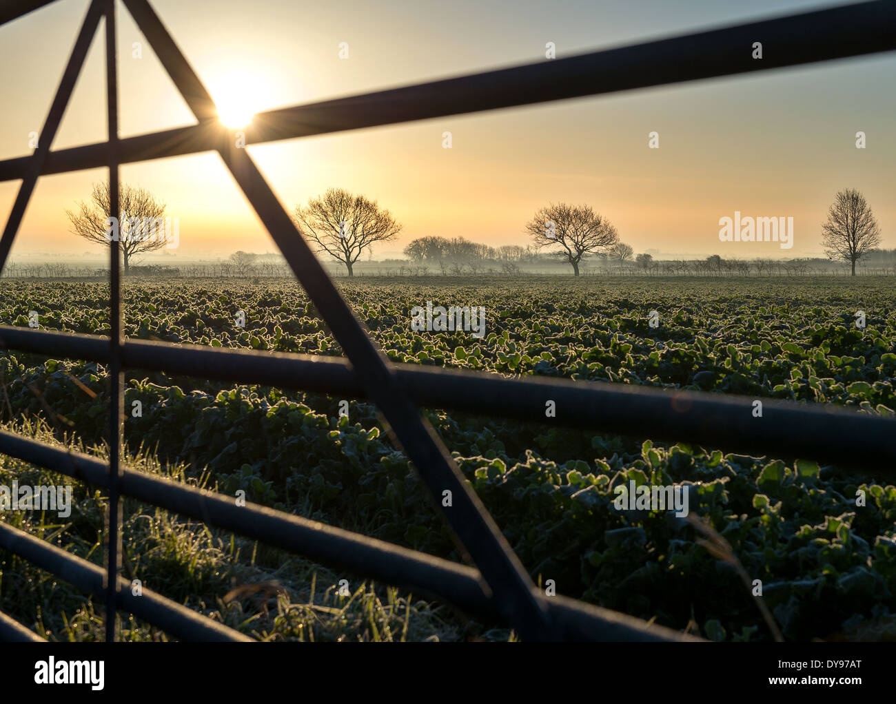 The Lincolnshire fens early in the morning Stock Photo