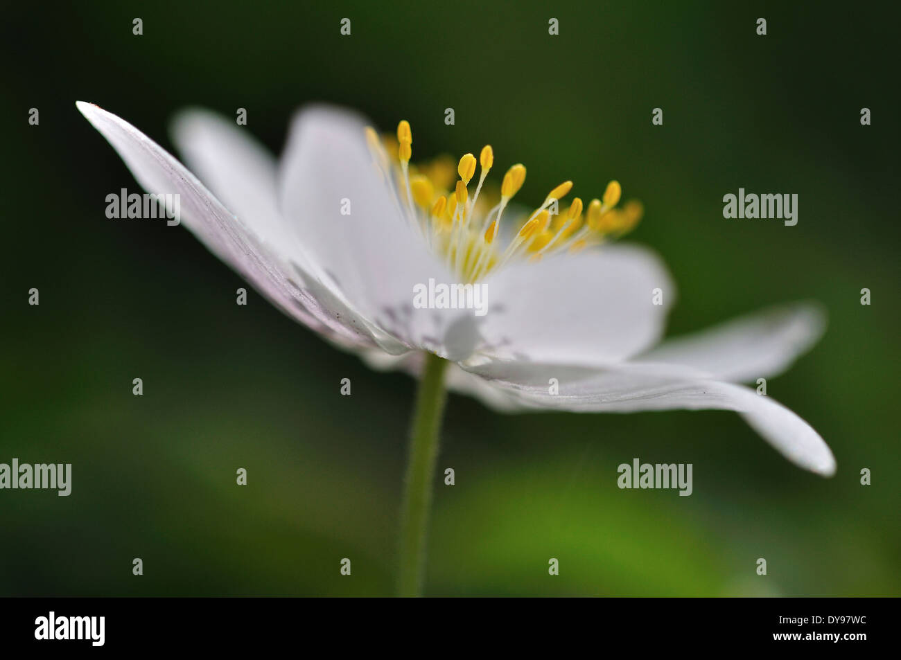 A single delicate wood anemone UK Stock Photo Alamy