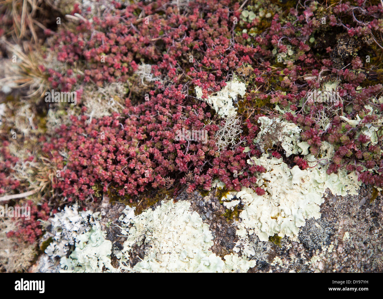 English Stonecrop (Sedum anglicum), a low growing saxifrage plant and Lichen on a rock Stock Photo