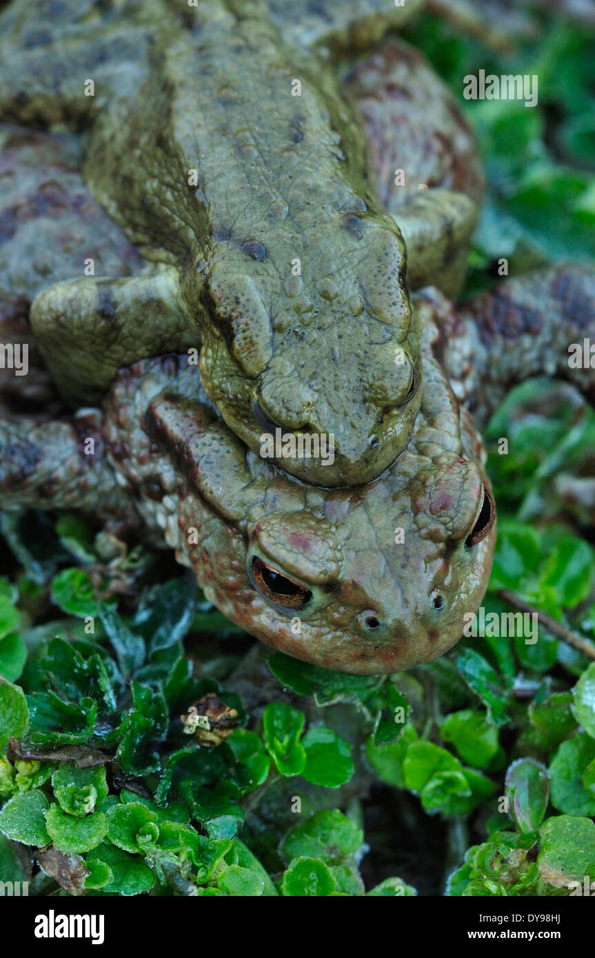 Common toads mating. Dorset, UK Stock Photo Alamy