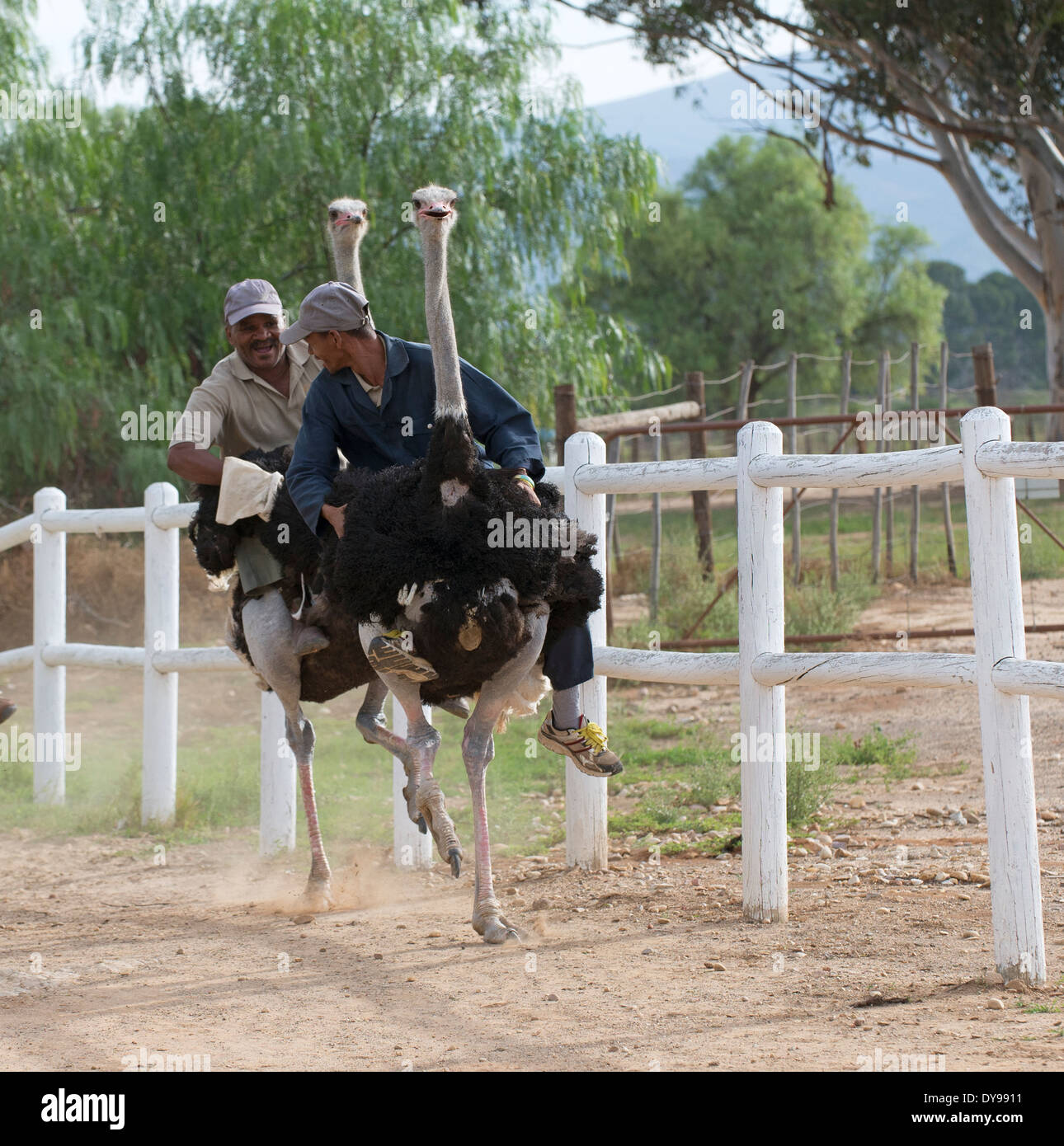 Jockeys riding Ostriches in a race at Oudtshoorn South Africa Stock Photo