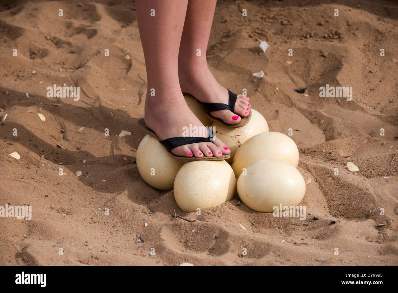 Southern African woman with painted toenails standing on a clutch of Ostrich eggs Stock Photo