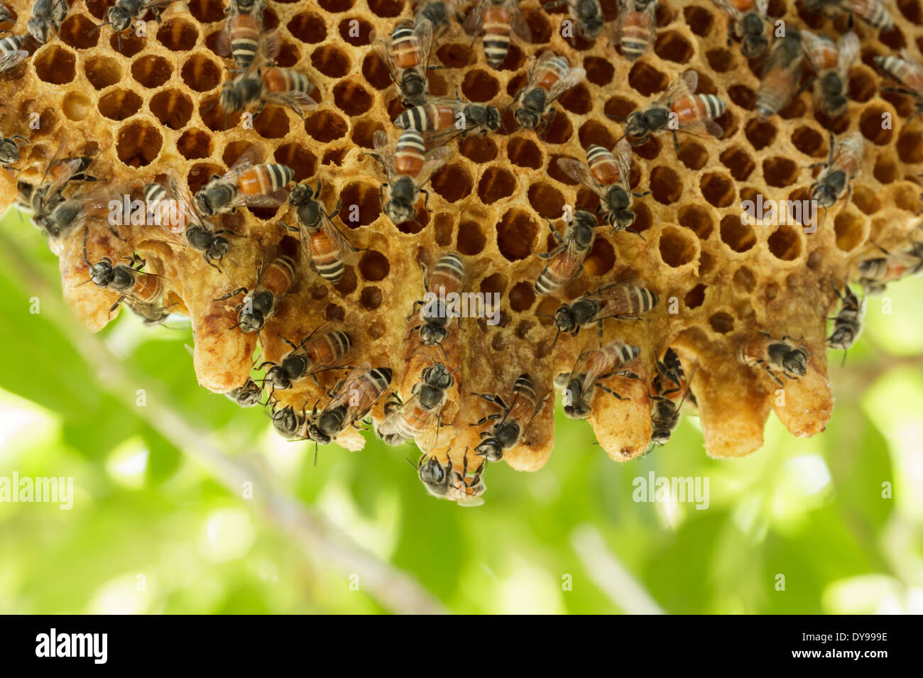 Closeup swarm of honeycomb on tree Stock Photo - Alamy