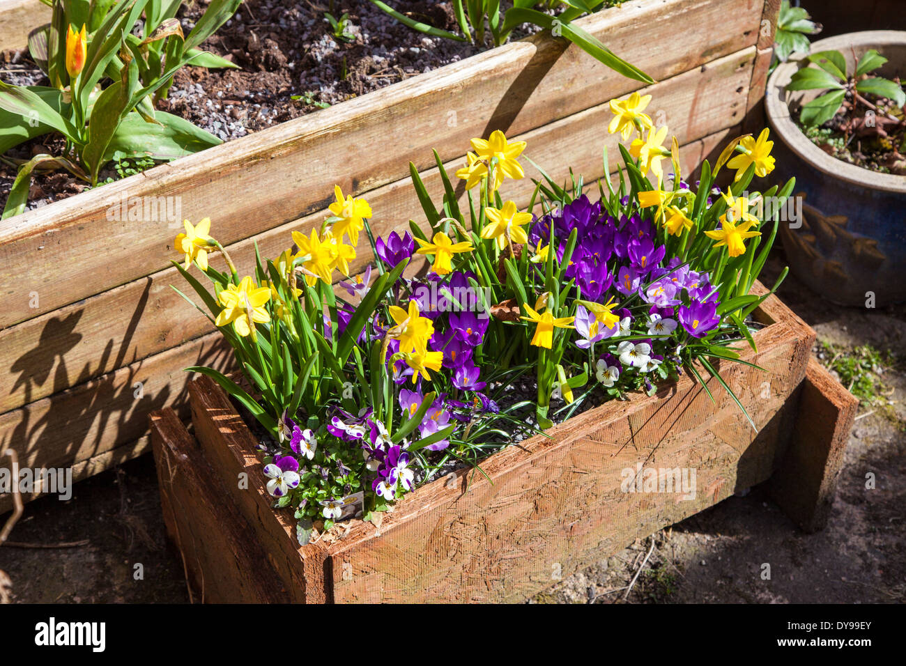yellow Tete a tete daffodils and purple crocuses in a wooden trough