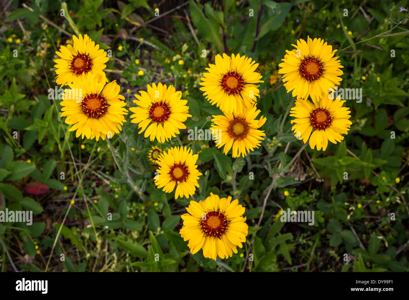Balsam Root wildflowers in Waterton Lakes National Park, Alberta