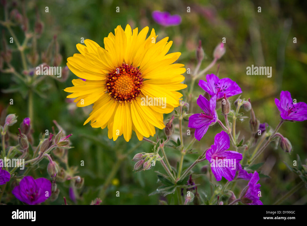 Balsam Root and Sticky Geranium wildflowers in Waterton Lakes National