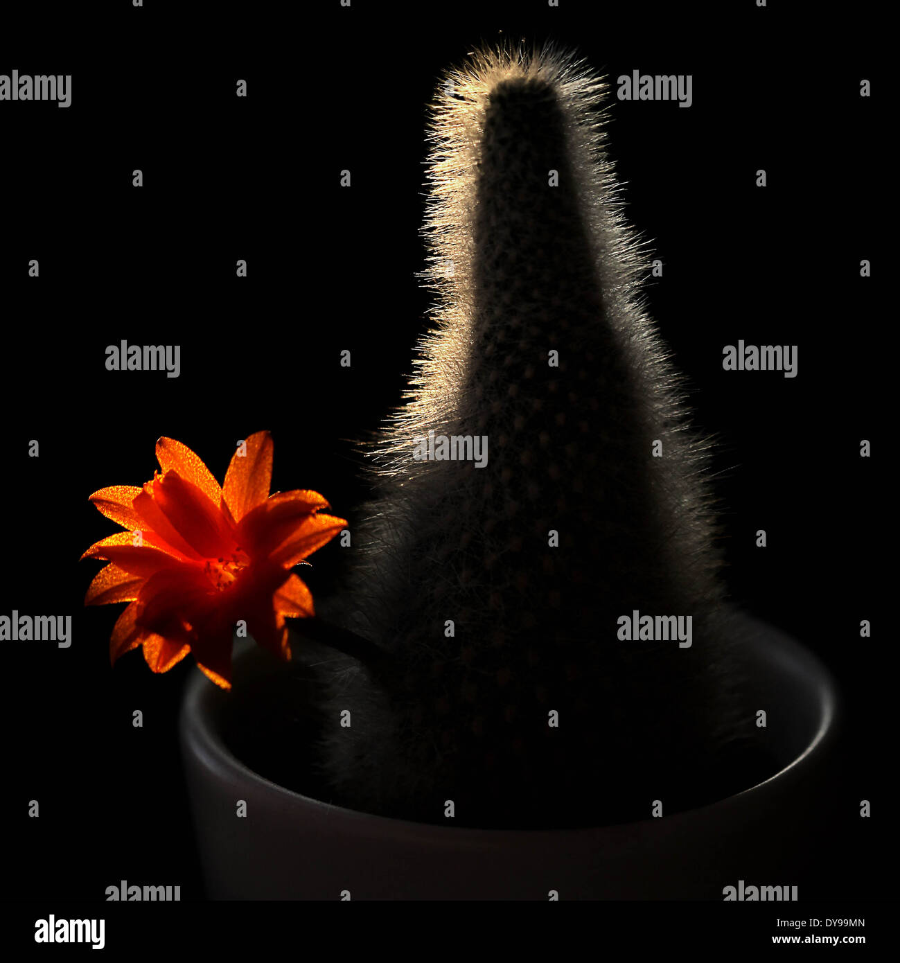 Rebutia muscula home pot cactus with orange-red flower Stock Photo