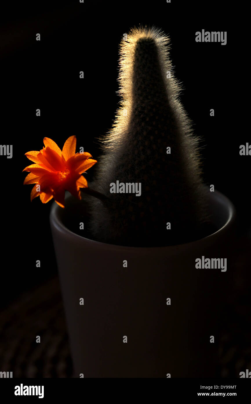 Rebutia muscula home pot cactus with orange-red flower Stock Photo