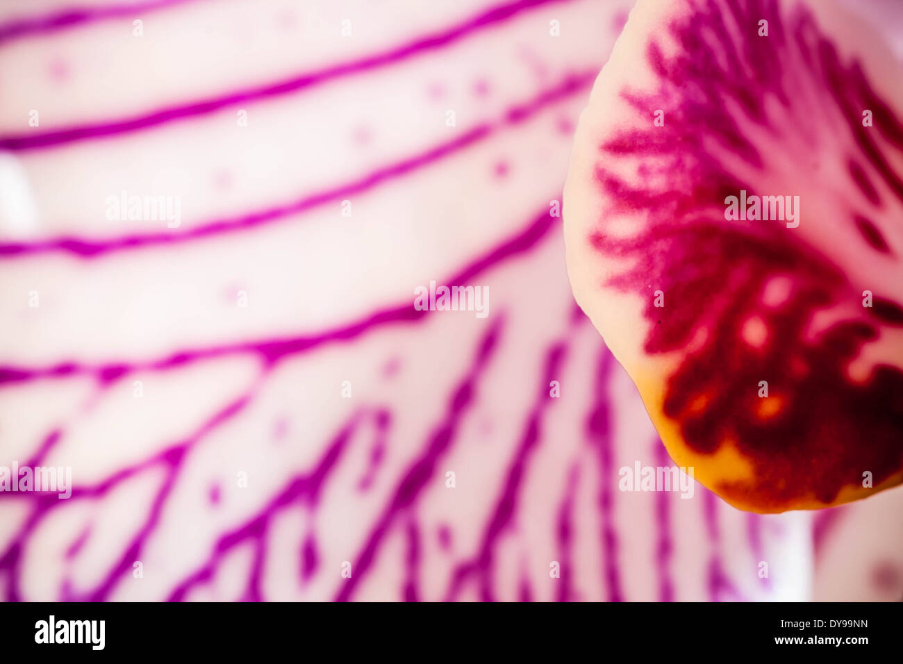 Striped Phalaenopsis Orchid flower close-up macro image Stock Photo