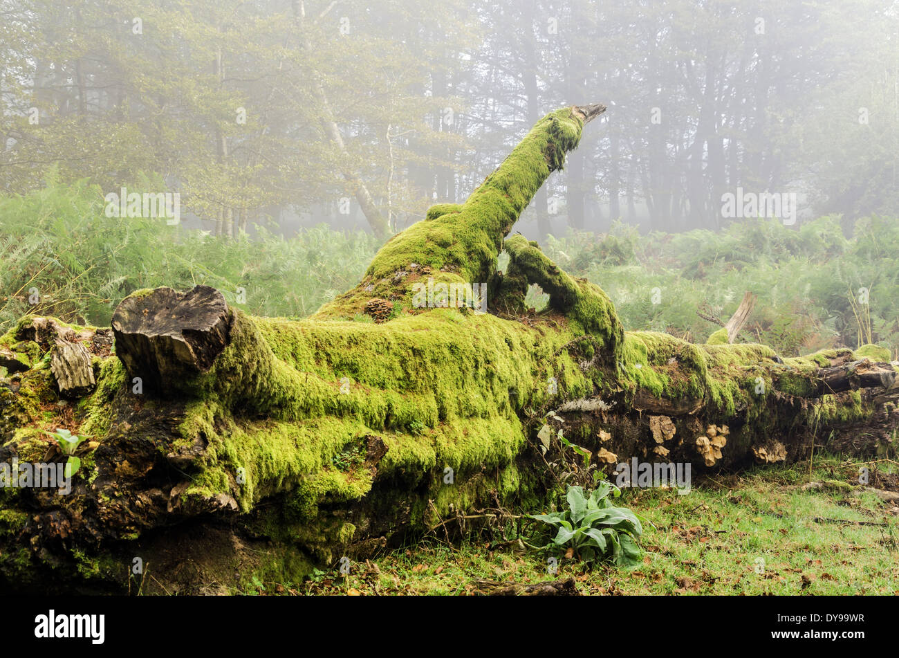 Old stump in the forest Stock Photo