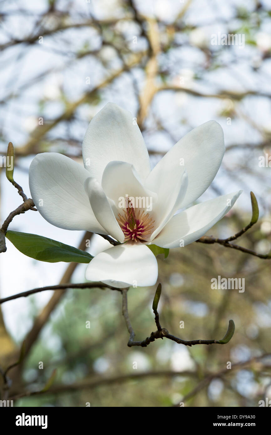 Magnolia Phelan Bright flower Stock Photo