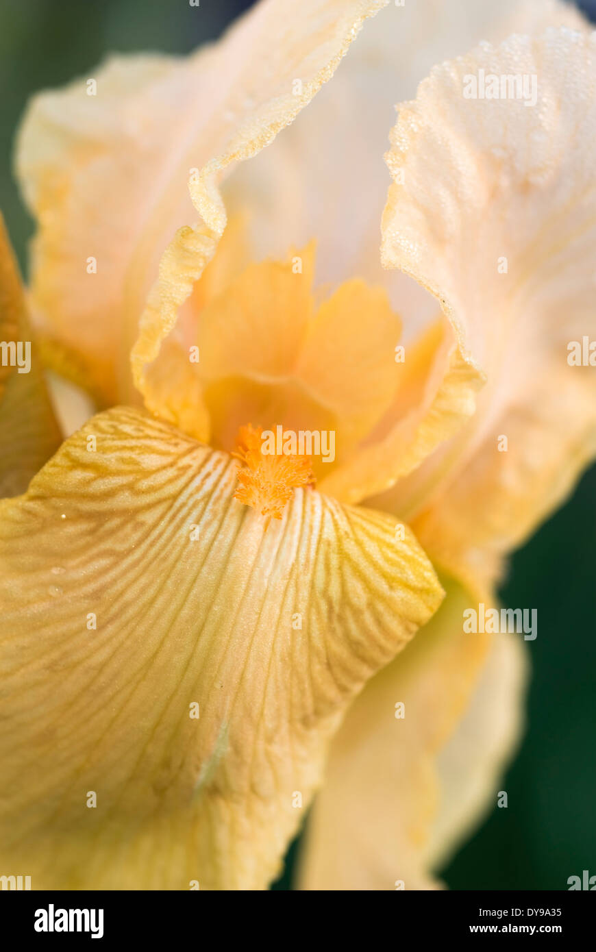 Close up of Iris Strathmore,Tall Bearded Iris. Perennial, May. Peach coloured Iris. Stock Photo