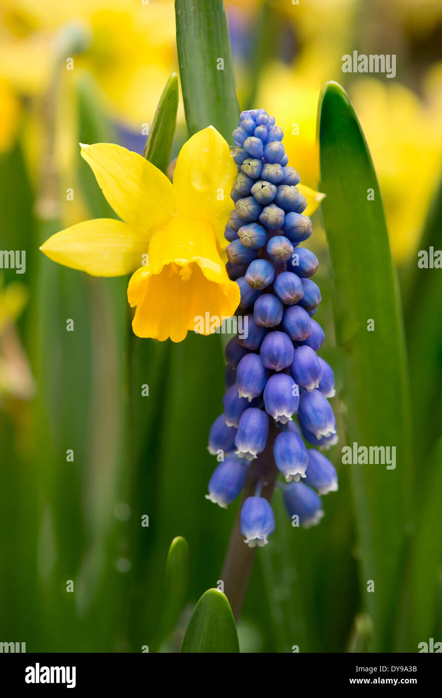 Daffodils and grape hyacinths hires stock photography and images Alamy