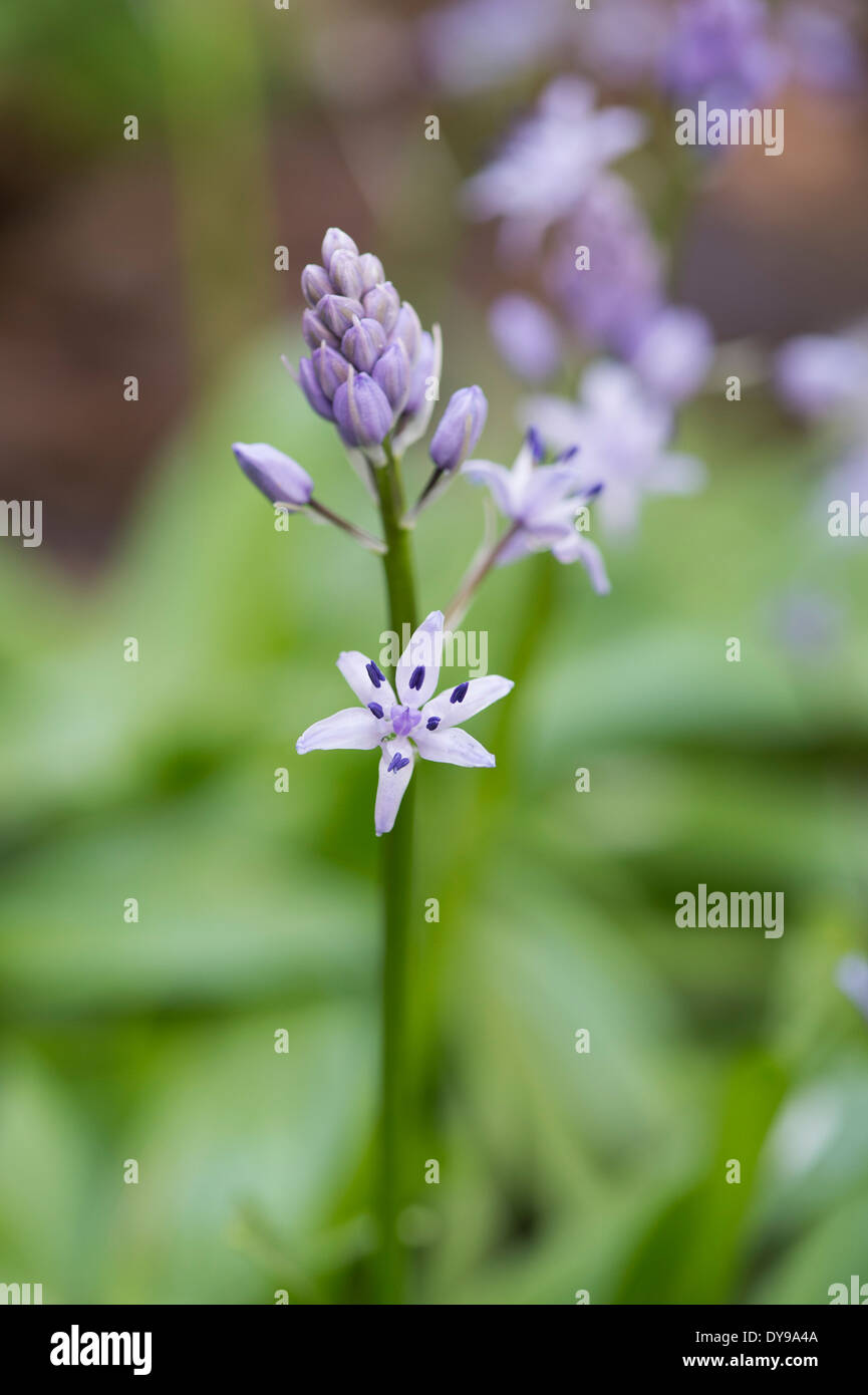 Scilla lilio hyacinthus. Pyrenean squill flowers Stock Photo