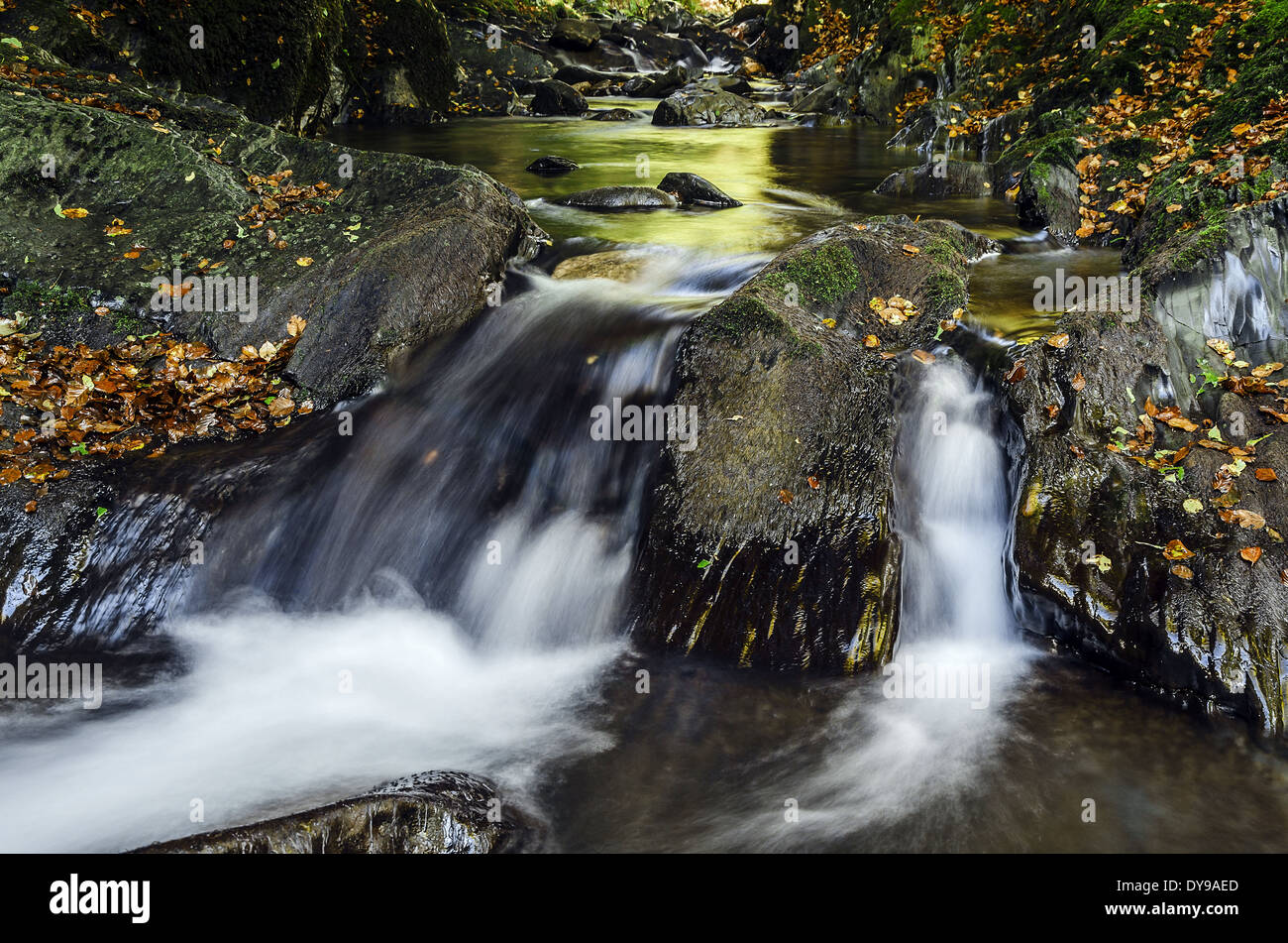 Forest stream water flow stones hi-res stock photography and images - Alamy