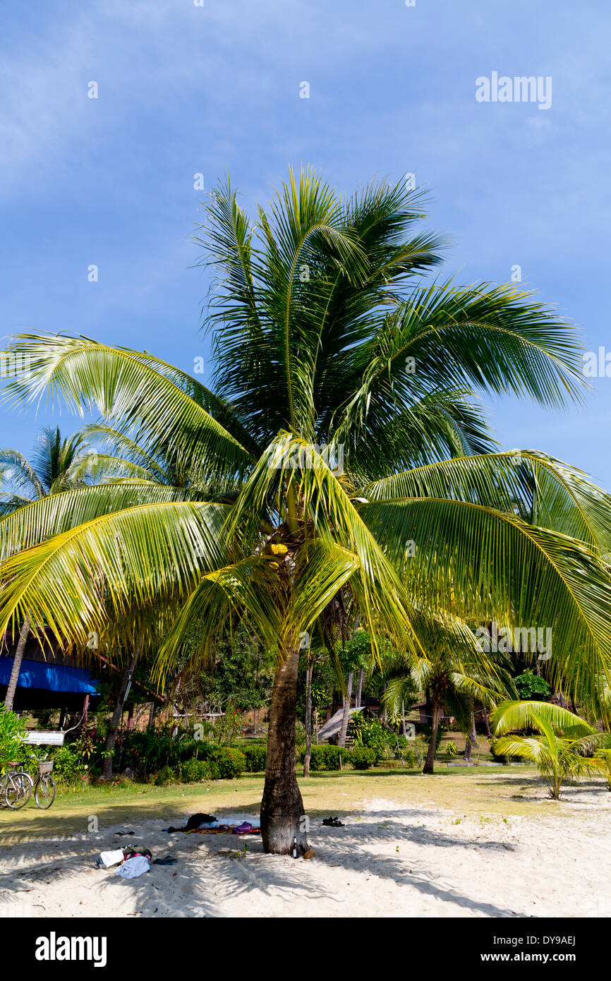 Palm tree palms trees hi-res stock photography and images - Alamy