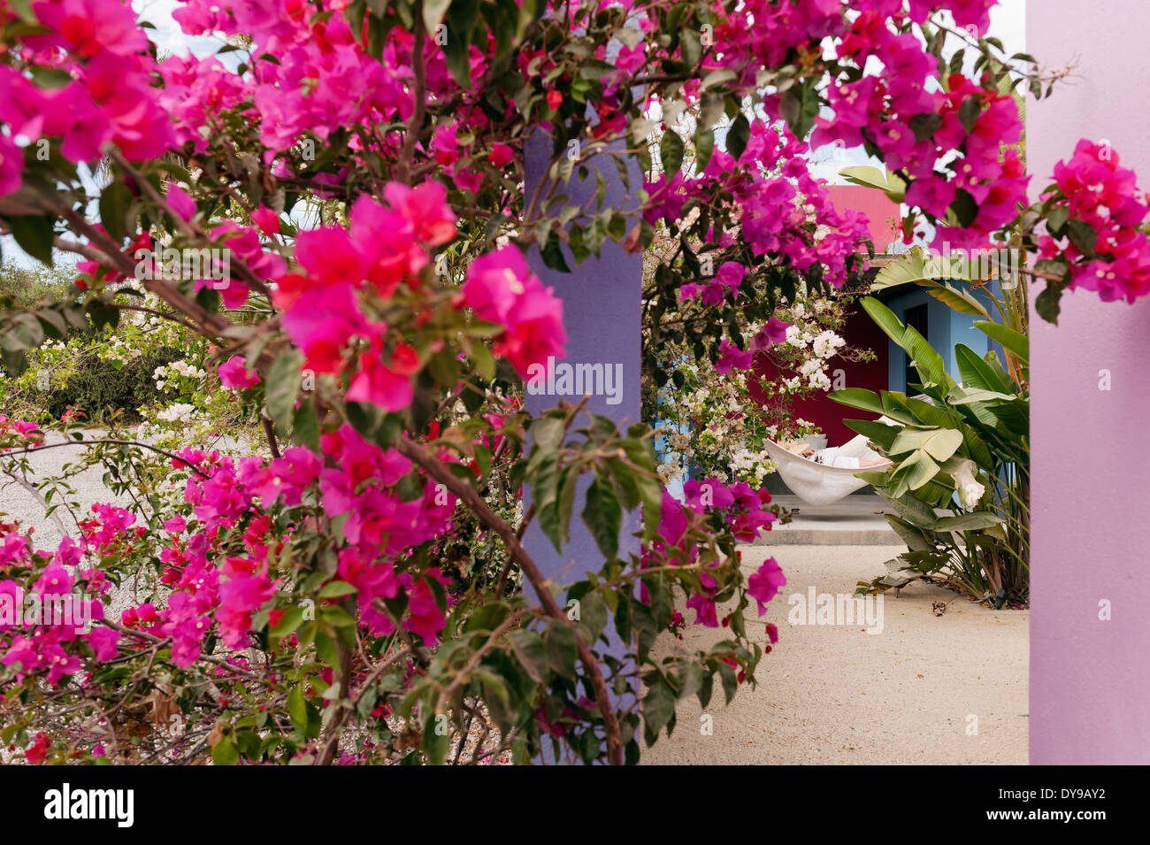 Pink bougainvillea in courtyard of mexican boutique hotel Hotelito Stock Photo