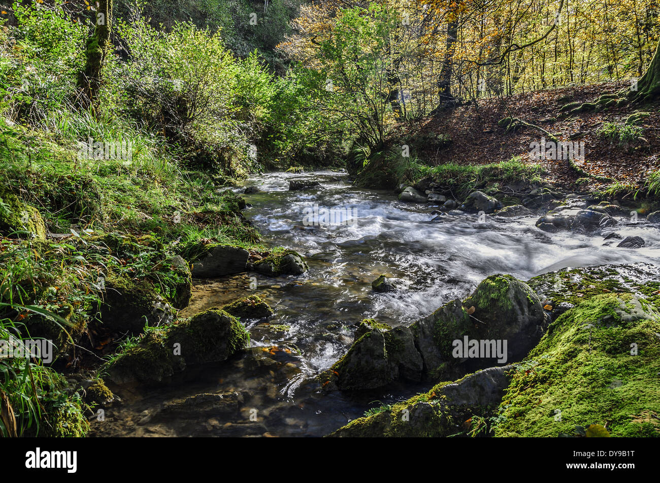 Beautiful river in the forest Stock Photo - Alamy