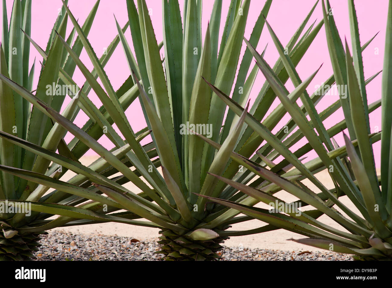 Pink agave hi-res stock photography and images - Alamy