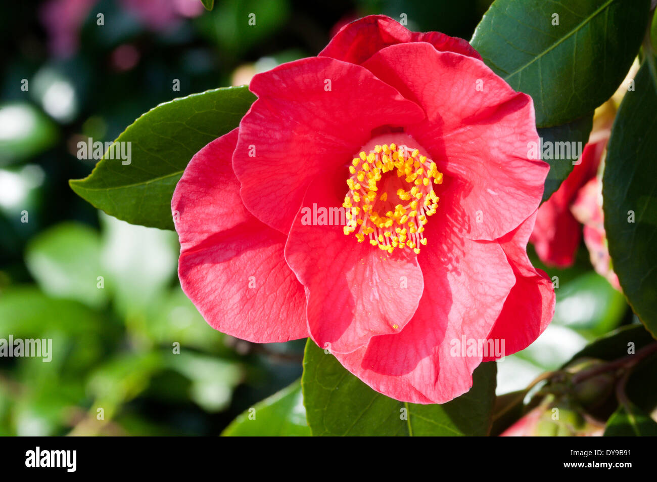 Camellia 'St Ewe' ( x williamsii ) Stock Photo