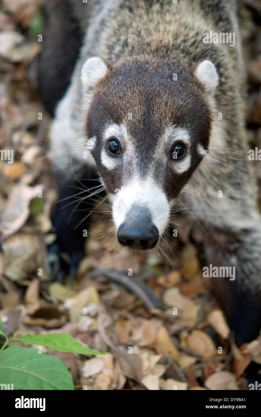 White nosed Coati Nasua Narica In Jungle In Costa Rica Stock Photo white-nosed-coati-nasua-narica-in-jungle-in-costa-rica-stock-photo