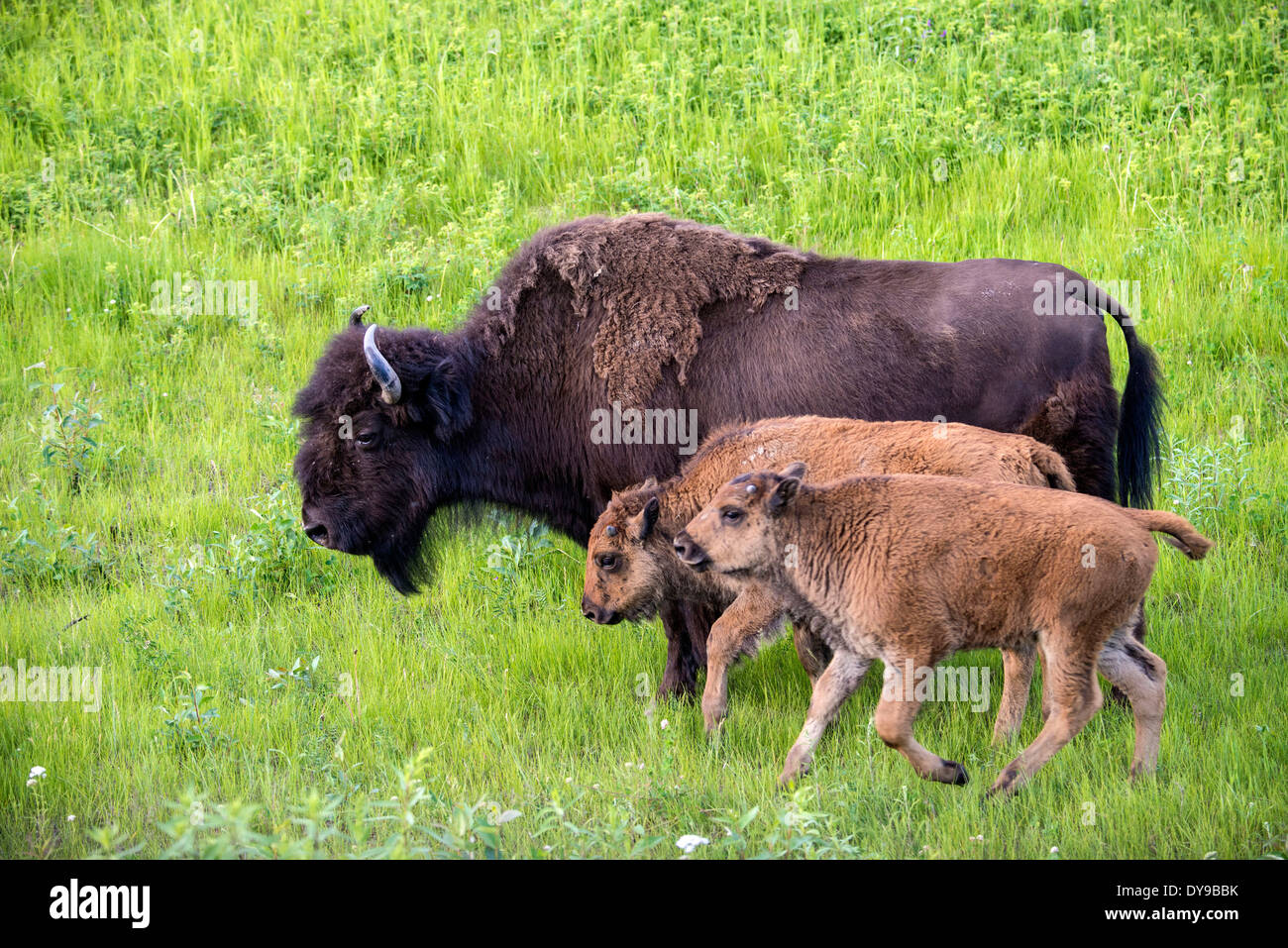 wood Bison, buffalo, Bison, buffalo, animal, liard hot springs, bc, Canada, young, calf, animal Stock Photo