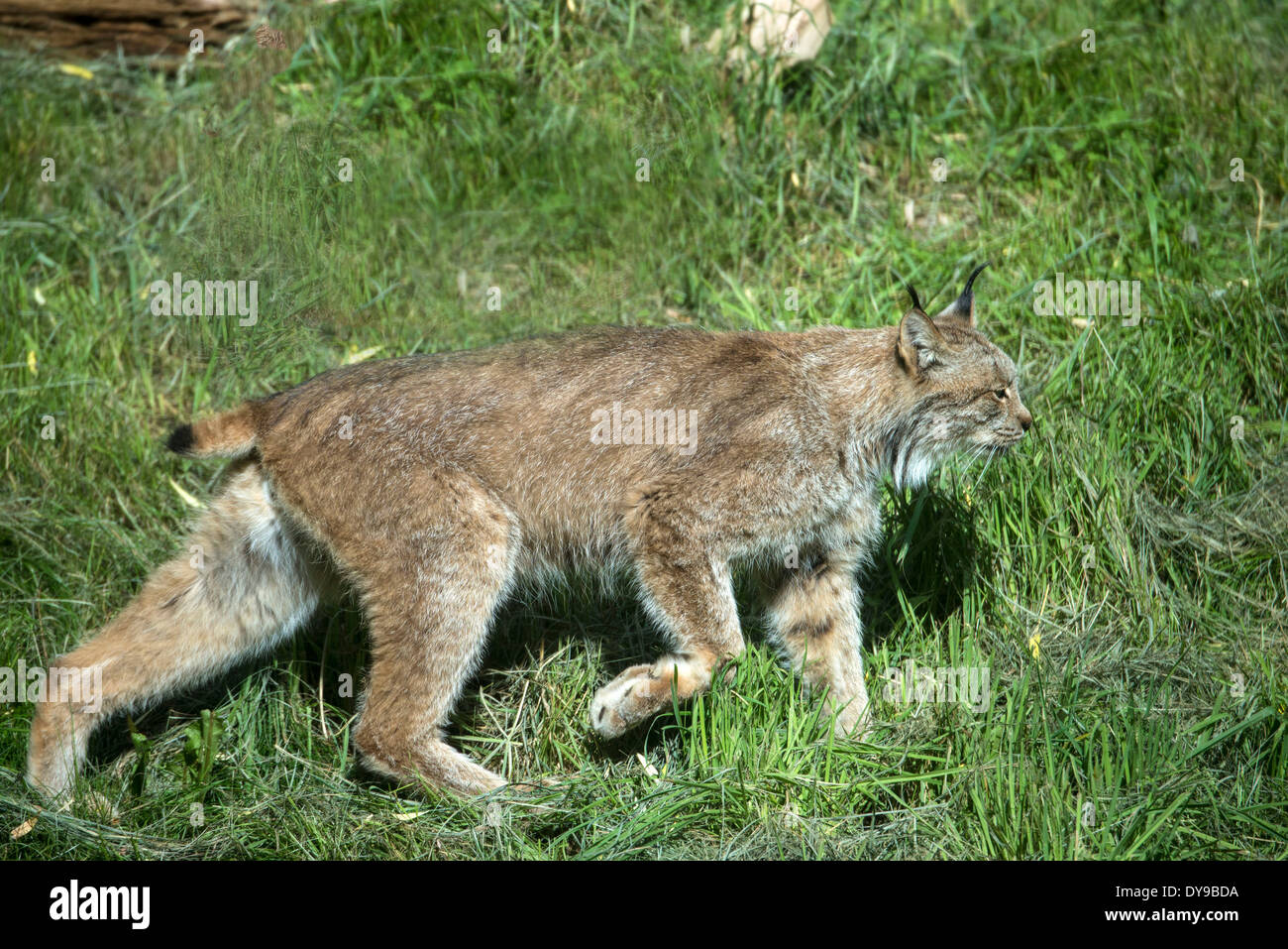 lynx, felis lynx, animal, meadow, USA, United States, America Stock