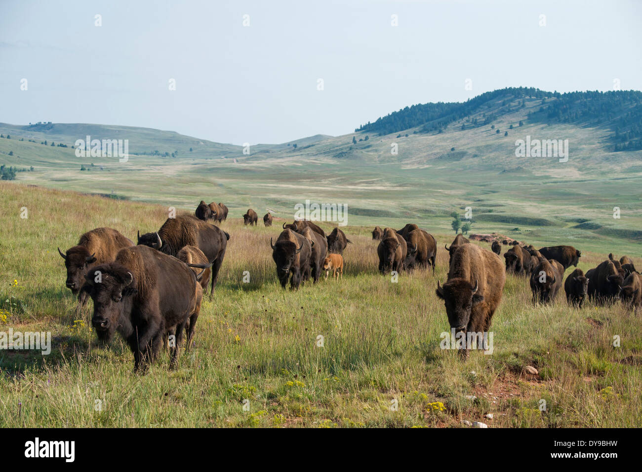 Bison, buffalo, Wind Cave, National Park, South Dakota, USA, United