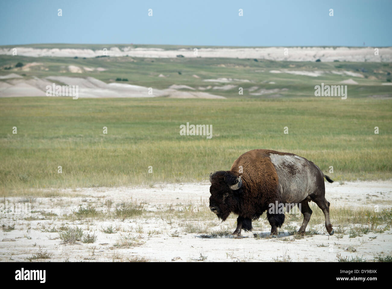 American Bison, buffalo, Badlands, National Park, South Dakota, USA, United States, America, bison, prairie Stock Photo