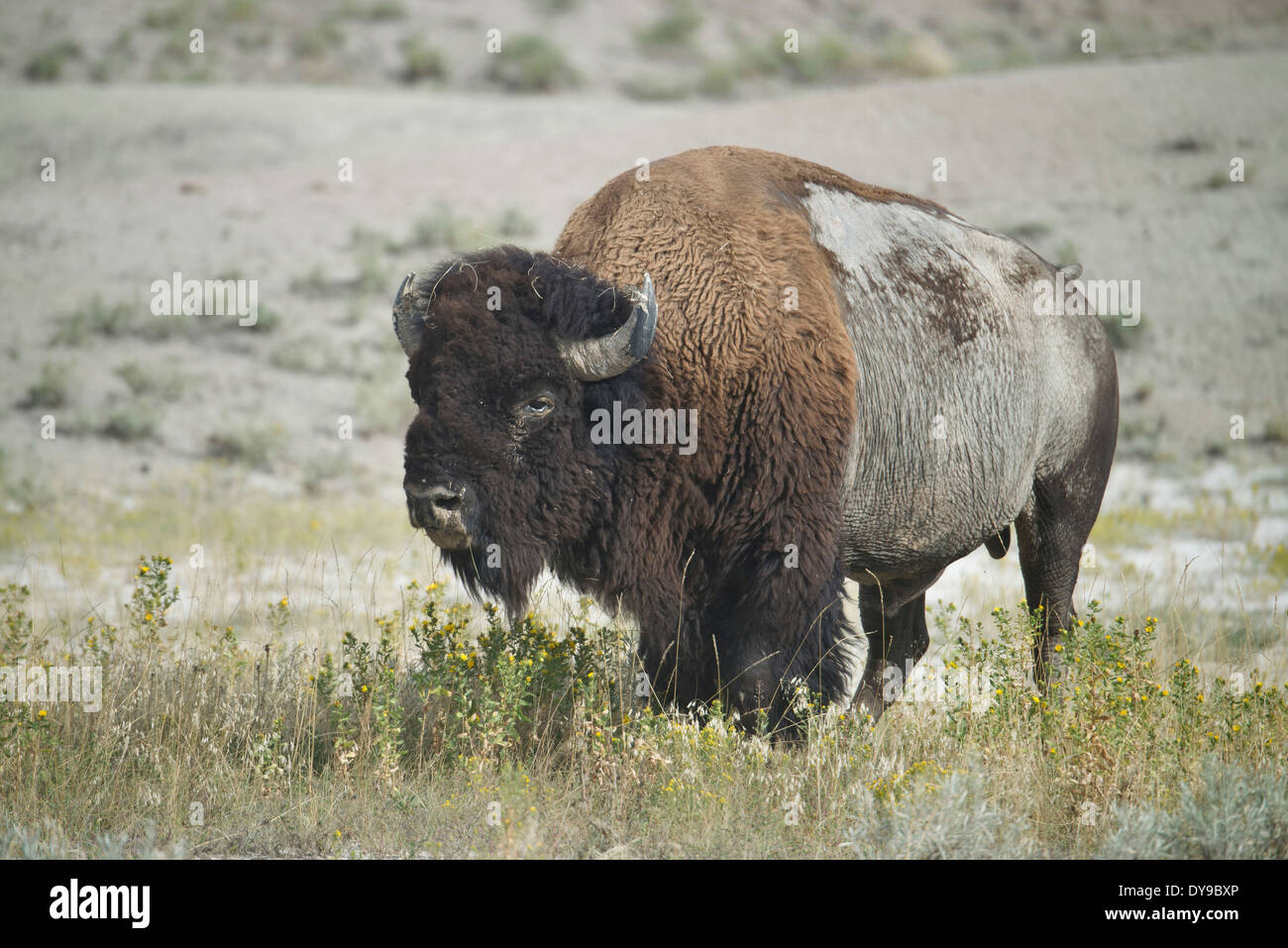 American Bison, buffalo, Badlands, National Park, South Dakota, USA, United States, America, bison, prairie Stock Photo