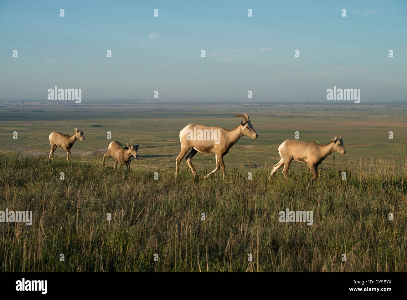 Bighorn Sheep, Ovis canadensis, Badlands, National Park, South Dakota