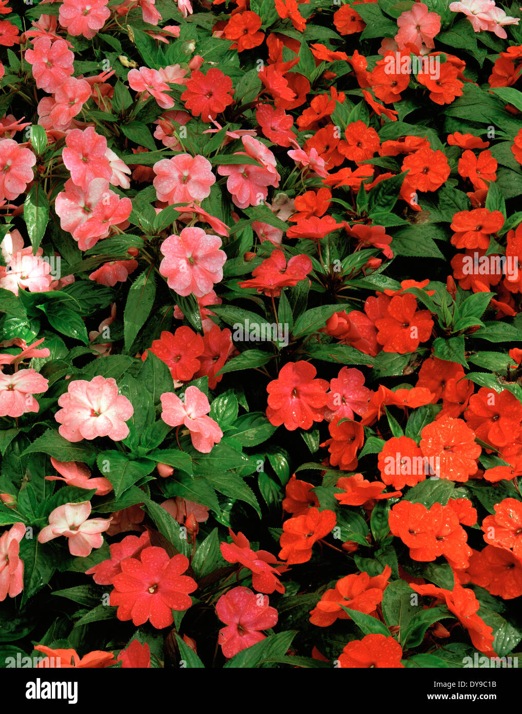 Pink flowers in leaves hi-res stock photography and images - Alamy