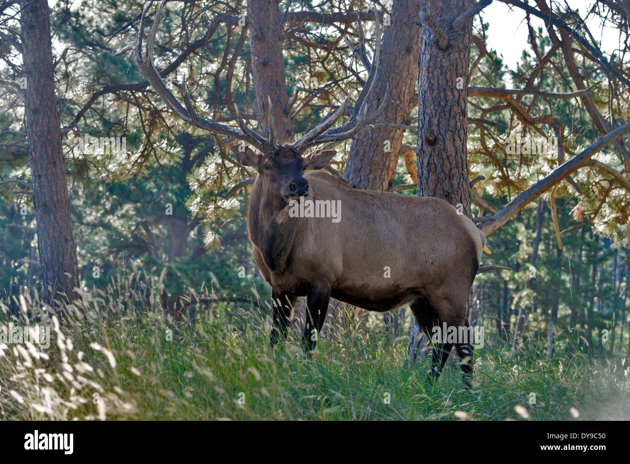 bull, elk, antler, trees, animal, South Dakota, USA, United States