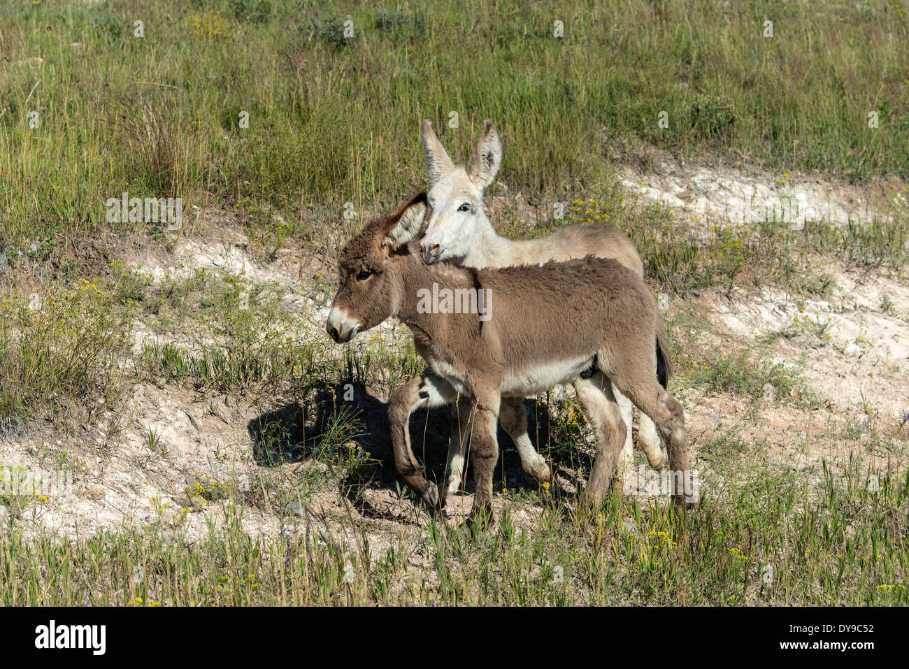 Wild burro, Custer, State Park, South Dakota, USA, United States