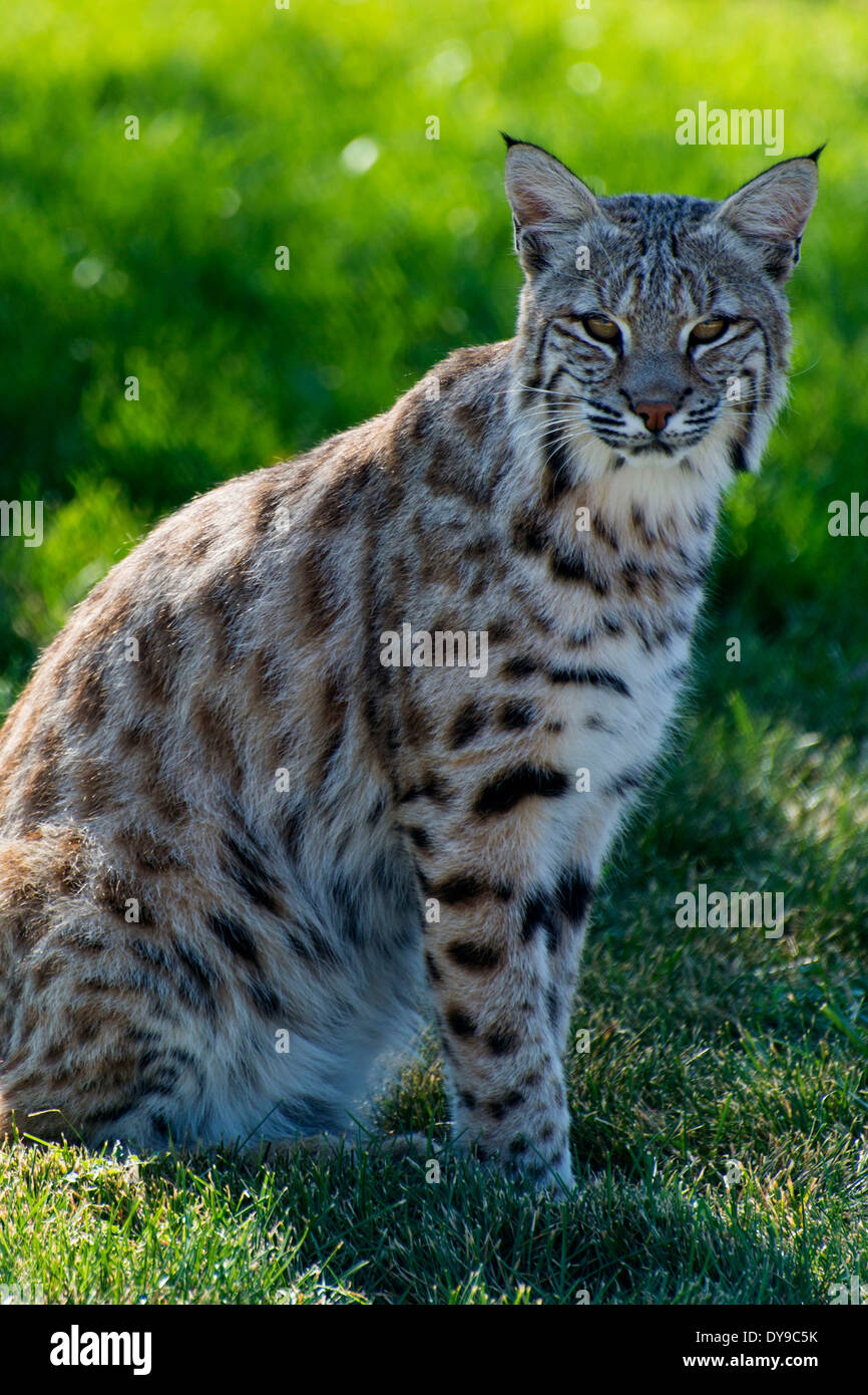 bobcat, felis rufus, animal, predator, USA, United States, America, Stock Photo