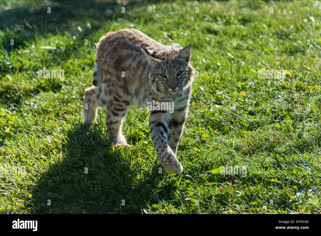 bobcat, felis rufus, animal, predator, USA, United States, America, Stock Photo