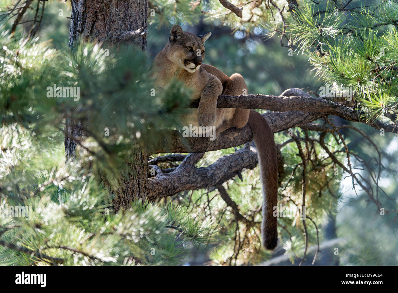 mountain lion, felis concolor, resting, branch, tree, animal, USA, United States, America, Stock Photo